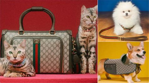 gucci cat outfit|new Gucci pet collection.